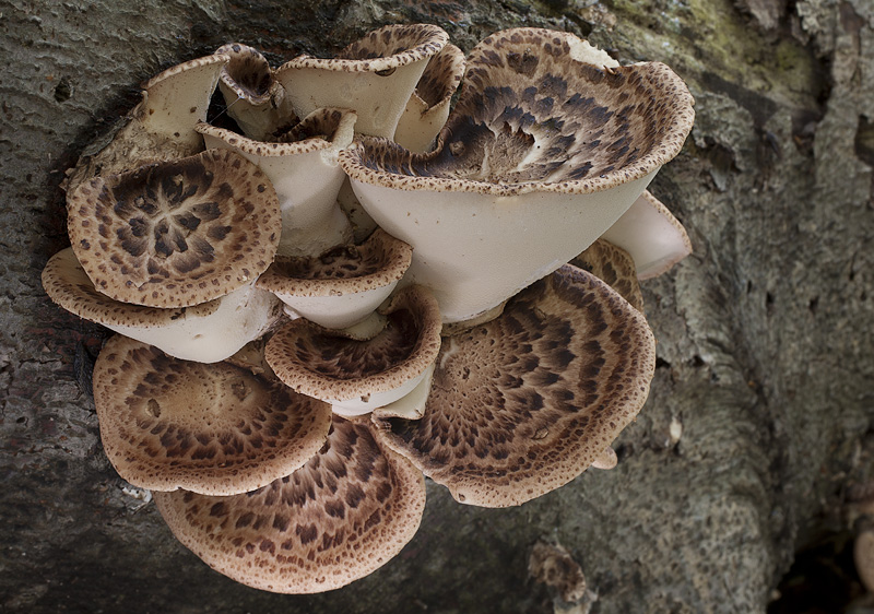 Polyporus squamosus